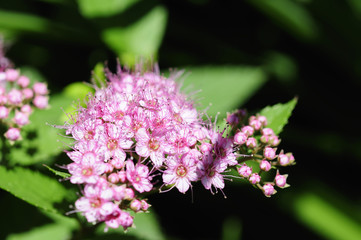 Fototapeta premium fetthennen 37