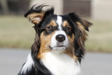Australian Shepherd