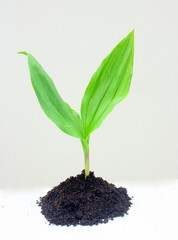 jeune plante de muguet