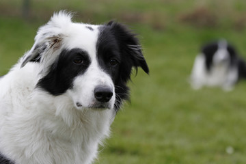 Border Collie
