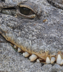 Obraz premium Krokodil