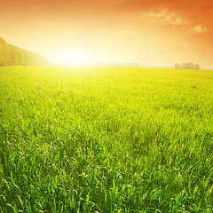 Bright sunset over grass field at summer.