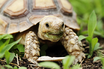 African Spurred Tortoise (Sulcata)