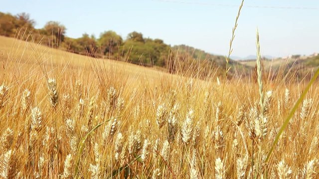 Grano movie