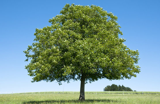 Walnusbaum