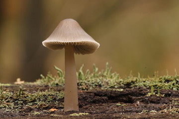 pilz