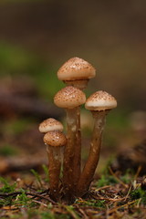 pilz