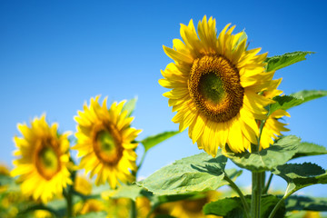 Young sunflowers