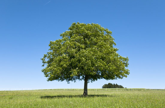 Walnusbaum