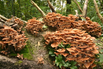 Pilz - Halimasch