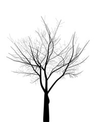isolated black bare tree illustration