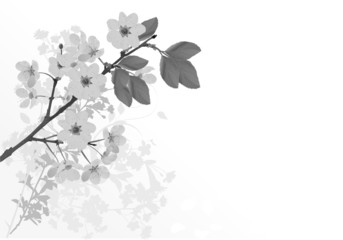 grey sakura flowers illustration