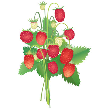 bouquet with wild strawberry