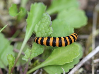 Raupe des Jakobskrautbären auf Huflattich