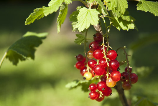 Rote Johannisbeeren am Strauch