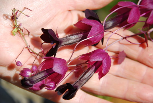Rhodochiton sanquineum Purple Bells