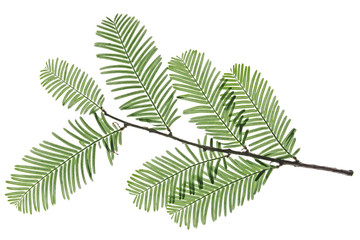 Mammutbaum - Metasequoia glyptostroboides