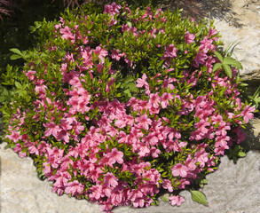 Pink rhododendron