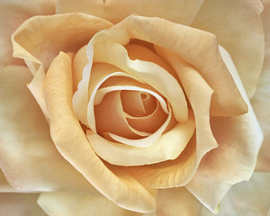 artficial rose, floral background