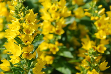 Gold-Felberich  Lysimachia punctata