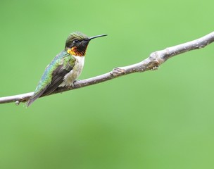 Ruby Throated Hummingbird