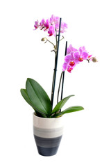 orchidea Phalaenopsis im Blumentopf