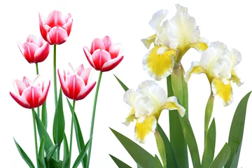 Fototapete Iris tulips irises flowers it is isolated a holiday