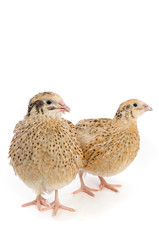 quail