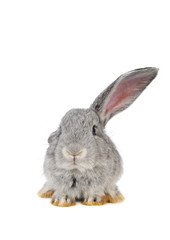 grey rabbit