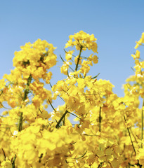 Rape field