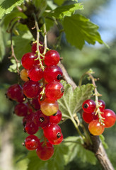 Johannisbeertraube am Strauch