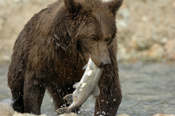 Grizzly Bear catching salmon.