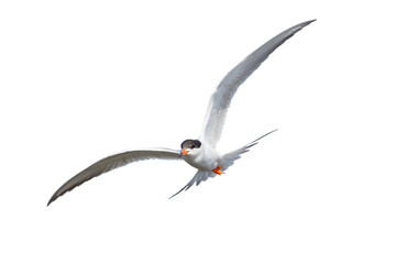 Common Tern in Flight