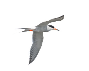 Common Tern in Flight