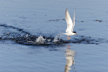 Common Tern, diving