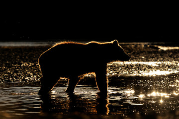 Obraz premium Grizzly Bear in river at sunset.