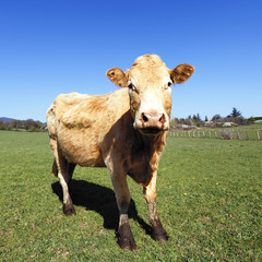 the most beautiful cow