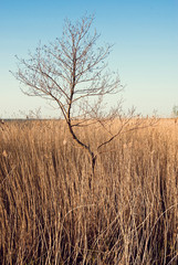 Lonely tree on reeds