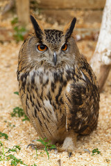 Brown Owl
