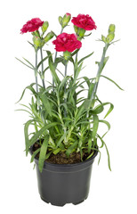 Red terry carnation in soil pot