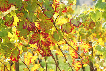 Reben in Herbstfärbung