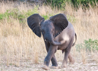 Small elephant throwing sand on his body