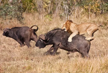 Poster de jardin Lion Un lion mâle attaque un énorme taureau de buffle