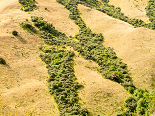 Naklejka premium Network of green veins in dry grassland in NZ