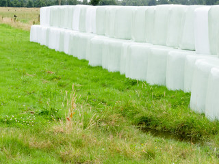 Haylage bales left outdoors for fermentation