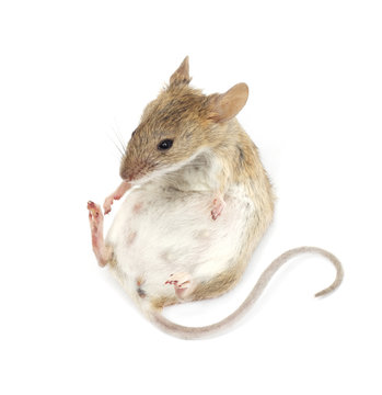 Young mouse sitting in front of white background