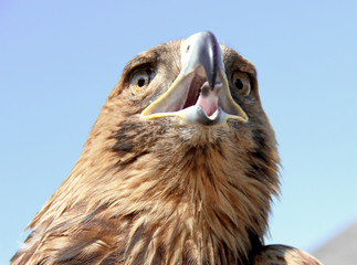 Eagle head