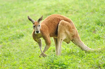 Foto auf Acrylglas Känguru Känguru