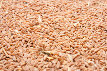 whole background of wheat grain