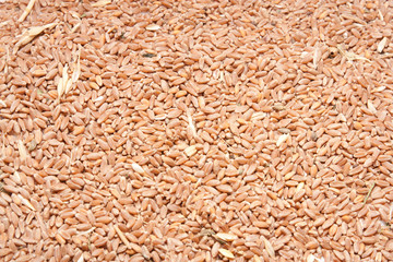 wheat as a background